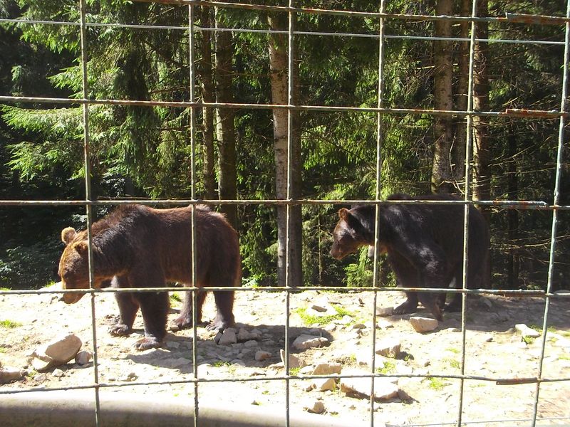 © Andrei  Kolyaskin - Brown bear rehabilitation center in village Synevir of Mezhygirya area of Zacarpatian region , Ukraine .