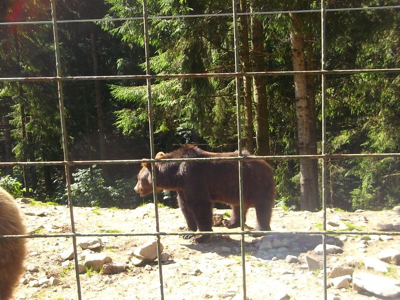 © Andrei  Kolyaskin - Brown bear rehabilitation center in village Synevir of Mezhygirya area of Zacarpatian region , Ukraine .