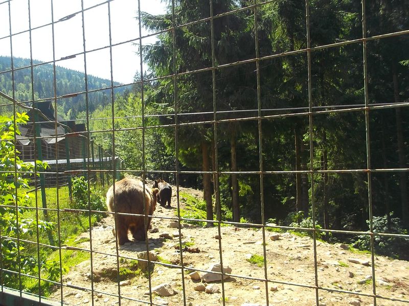 © Andrei  Kolyaskin - Brown bear rehabilitation center in village Synevir of Mezhygirya area of Zacarpatian region , Ukraine .