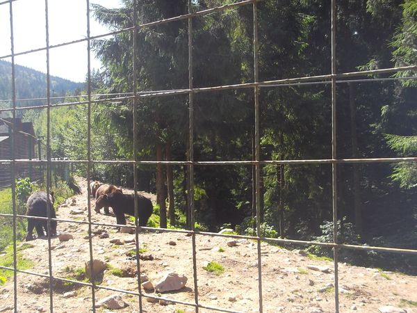 © Andrei  Kolyaskin - Brown bear rehabilitation center in village Synevir of Mezhygirya area of Zacarpatian region , Ukraine .