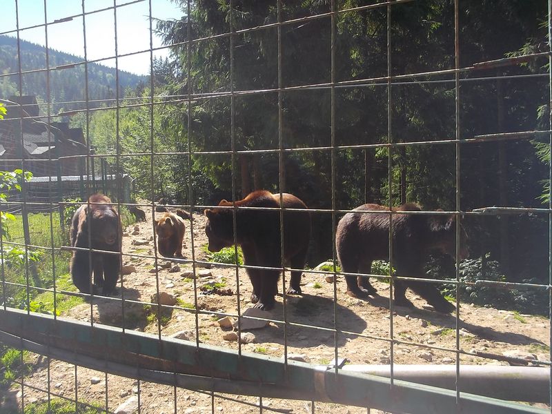 © Andrei  Kolyaskin - Brown bear rehabilitation center in village Synevir of Mezhygirya area of Zacarpatian region , Ukraine .