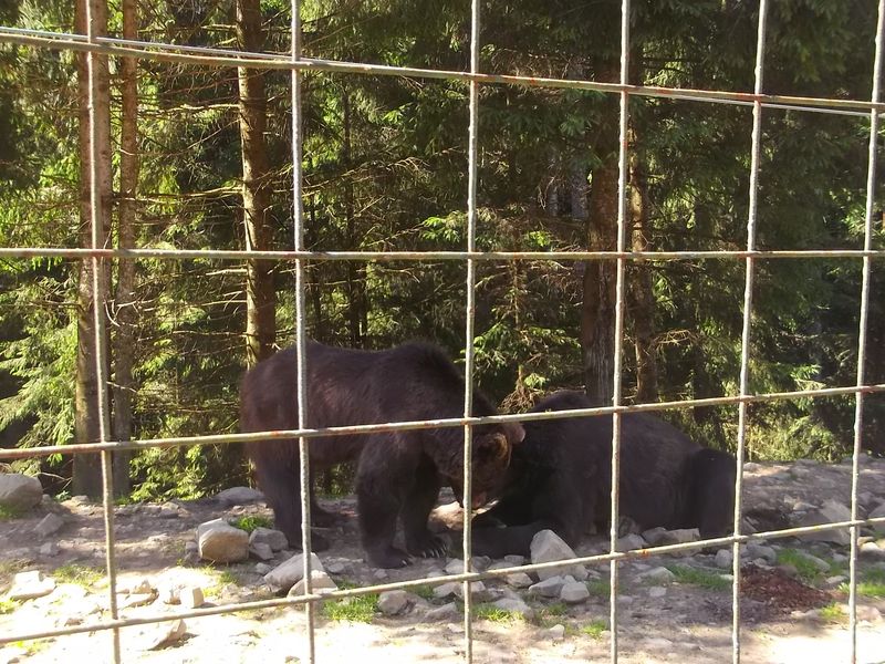 © Andrei  Kolyaskin - Brown bear rehabilitation center in village Synevir of Mezhygirya area of Zacarpatian region , Ukraine .