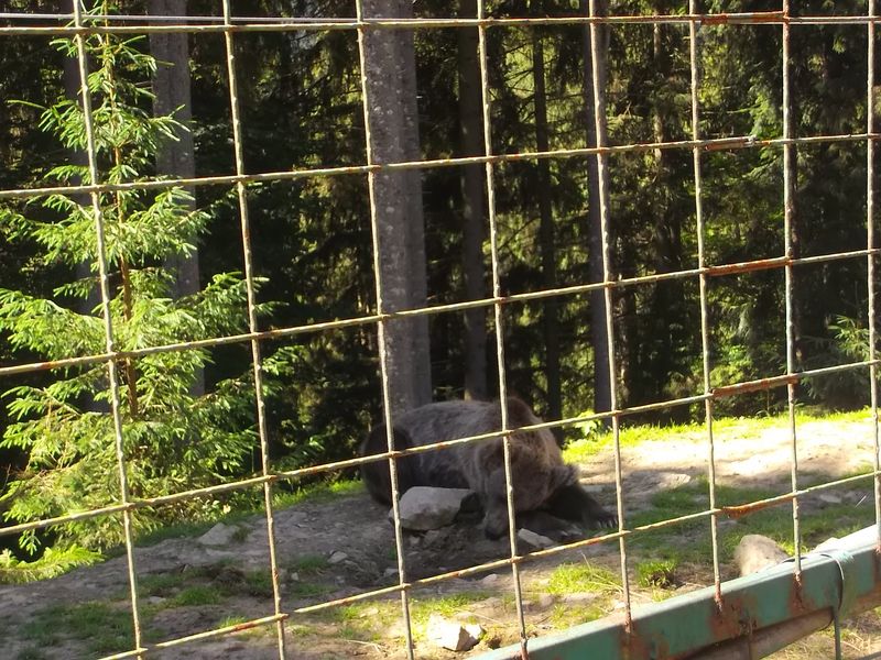 © Andrei  Kolyaskin - Brown bear rehabilitation center in village Synevir of Mezhygirya area of Zacarpatian region , Ukraine .