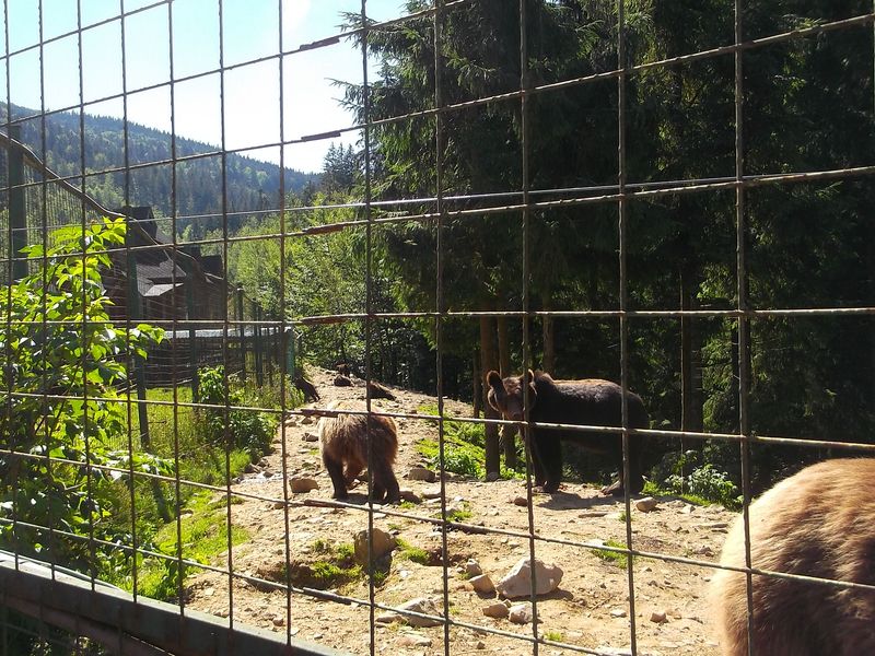© Andrei  Kolyaskin - Brown bear rehabilitation center in village Synevir of Mezhygirya area of Zacarpatian region , Ukraine .