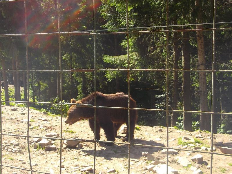 © Andrei  Kolyaskin - Brown bear rehabilitation center in village Synevir of Mezhygirya area of Zacarpatian region , Ukraine .