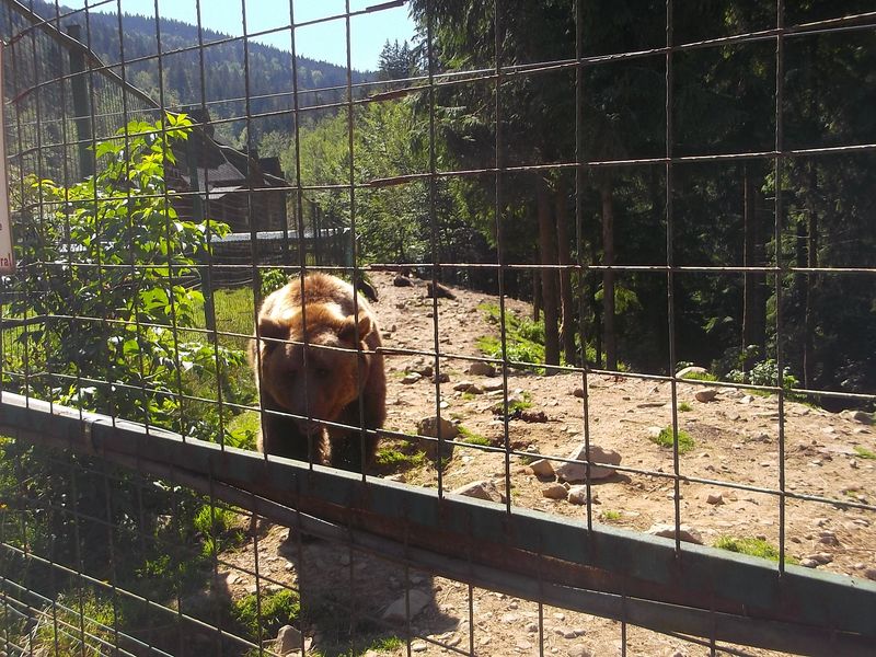 © Andrei  Kolyaskin - Brown bear rehabilitation center in village Synevir of Mezhygirya area of Zacarpatian region , Ukraine .