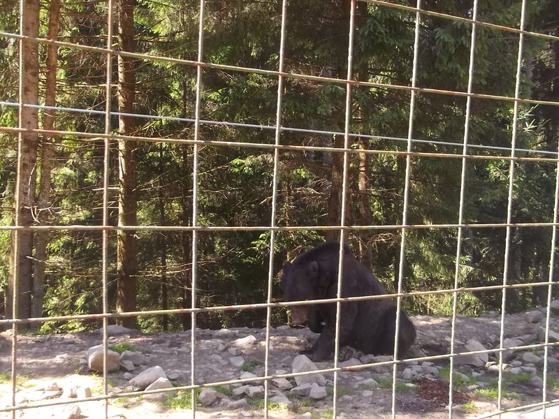 © Andrei  Kolyaskin - Brown bear rehabilitation center in village Synevir of Mezhygirya area of Zacarpatian region , Ukraine .