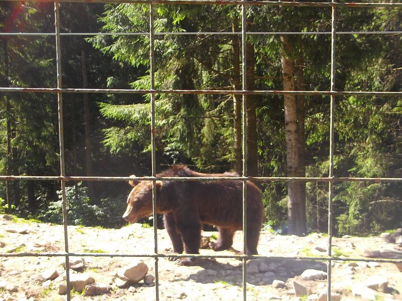 © Andrei  Kolyaskin - Brown bear rehabilitation center in village Synevir of Mezhygirya area of Zacarpatian region , Ukraine .