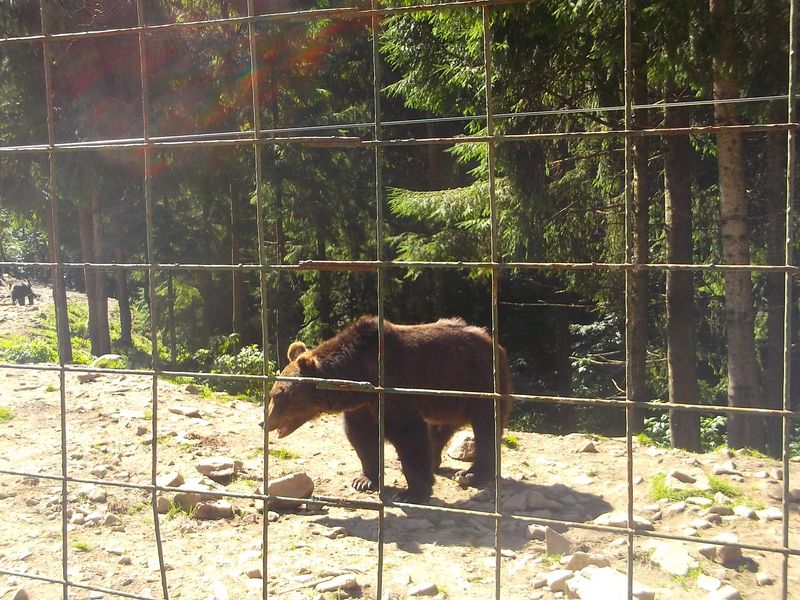 © Andrei  Kolyaskin - Brown bear rehabilitation center in village Synevir of Mezhygirya area of Zacarpatian region , Ukraine .