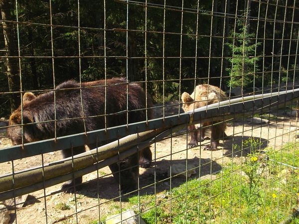 © Andrei  Kolyaskin - Brown bear rehabilitation center in village Synevir of Mezhygirya area of Zacarpatian region , Ukraine .