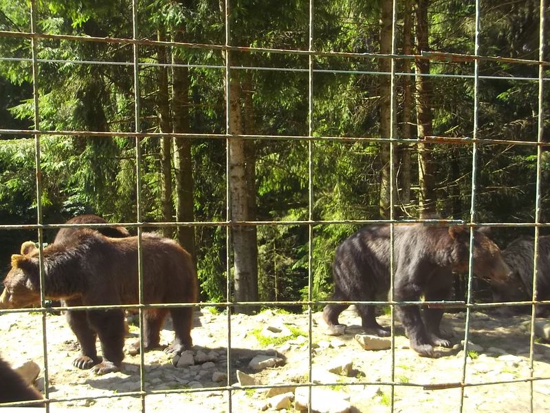 © Andrei  Kolyaskin - Brown bear rehabilitation center in village Synevir of Mezhygirya area of Zacarpatian region , Ukraine .