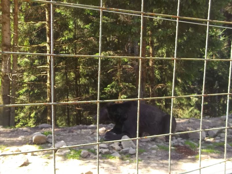© Andrei  Kolyaskin - Brown bear rehabilitation center in village Synevir of Mezhygirya area of Zacarpatian region , Ukraine .