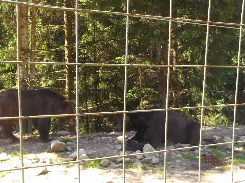 © Andrei  Kolyaskin - Brown bear rehabilitation center in village Synevir of Mezhygirya area of Zacarpatian region , Ukraine .