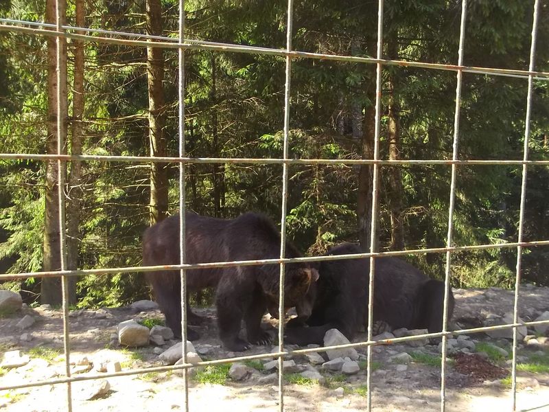 © Andrei  Kolyaskin - Brown bear rehabilitation center in village Synevir of Mezhygirya area of Zacarpatian region , Ukraine .