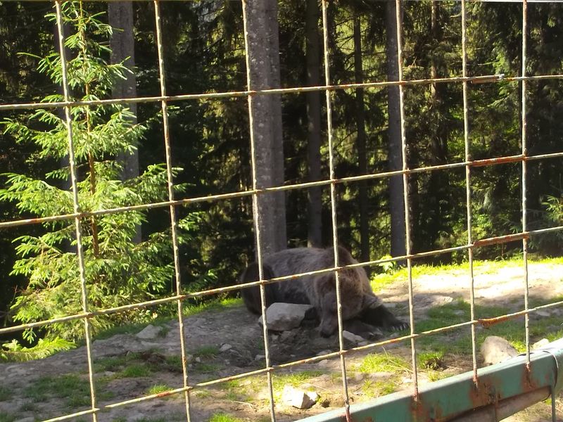 © Andrei  Kolyaskin - Brown bear rehabilitation center in village Synevir of Mezhygirya area of Zacarpatian region , Ukraine .