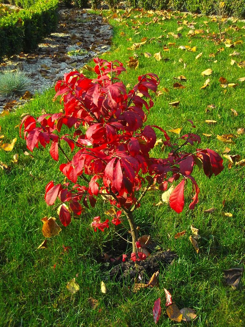 © Andrei  Kolyaskin - Autumn  in  Ivano - Frankivsk  City , Ukraine .