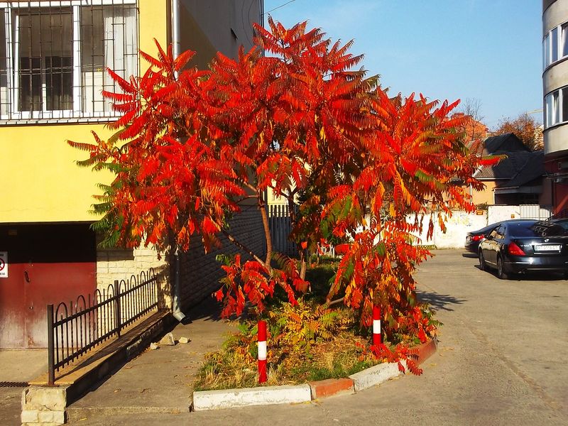 © Andrei  Kolyaskin - Autumn  in  Ivano - Frankivsk  City , Ukraine .