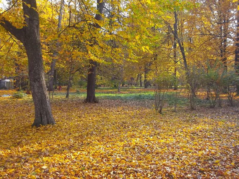 © Andrei  Kolyaskin - Autumn  in  Ivano - Frankivsk  City , Ukraine .