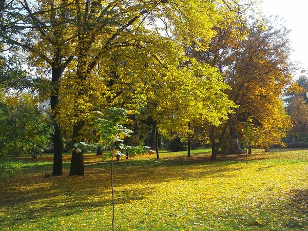 © Andrei  Kolyaskin - Autumn  in  Ivano - Frankivsk  City , Ukraine .