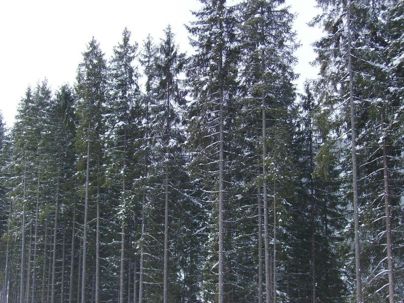 © Andrei  Kolyaskin - Image from the Bukovel  4 photography project