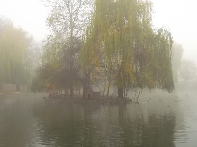 © Andrei  Kolyaskin - Foggy autumn morning on the central park of Ivano - Frankivsk City , Ukraine .