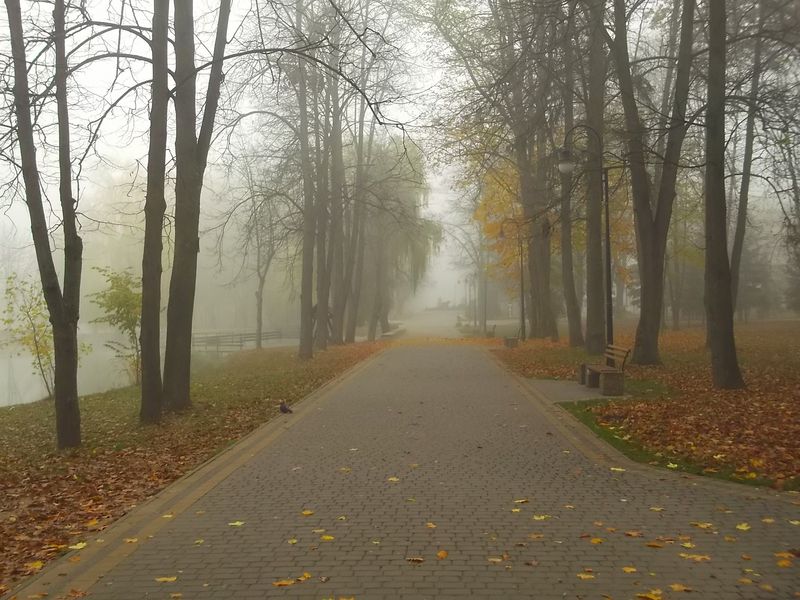© Andrei  Kolyaskin - Foggy autumn morning on the central park of Ivano - Frankivsk City , Ukraine .