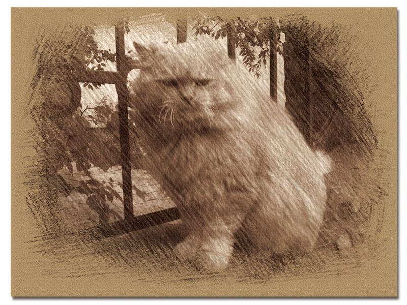 © Andrei  Kolyaskin - Cat  in  Ivano - Frankivsk  City , Ukraine .