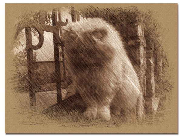 © Andrei  Kolyaskin - Cat  in  Ivano - Frankivsk  City , Ukraine .