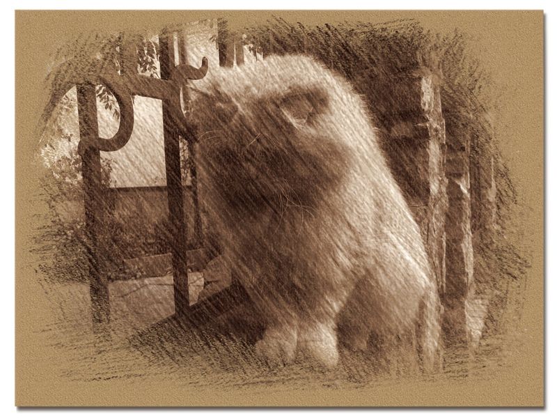 © Andrei  Kolyaskin - Cat  in  Ivano - Frankivsk  City , Ukraine .