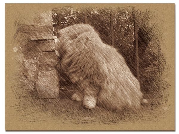 © Andrei  Kolyaskin - Cat  in  Ivano - Frankivsk  City , Ukraine .