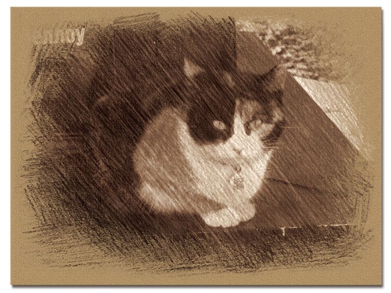 © Andrei  Kolyaskin - Cat  in  Ivano - Frankivsk  City , Ukraine .