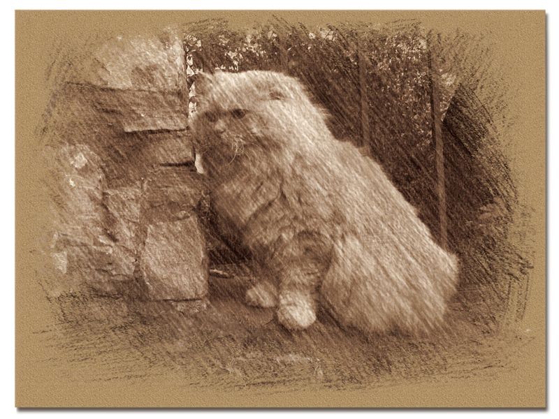 © Andrei  Kolyaskin - Cat  in  Ivano - Frankivsk  City , Ukraine .