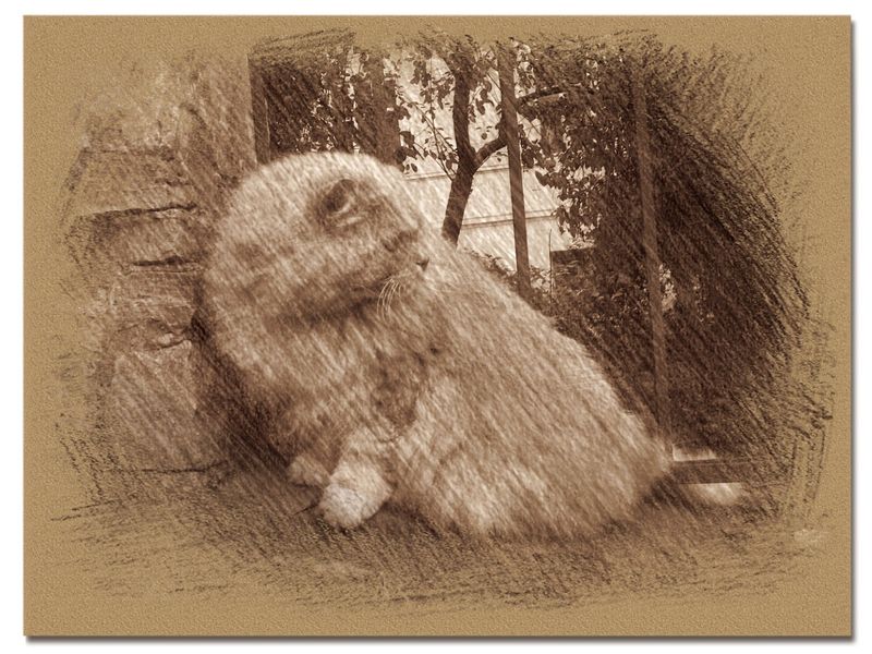 © Andrei  Kolyaskin - Cat  in  Ivano - Frankivsk  City , Ukraine .