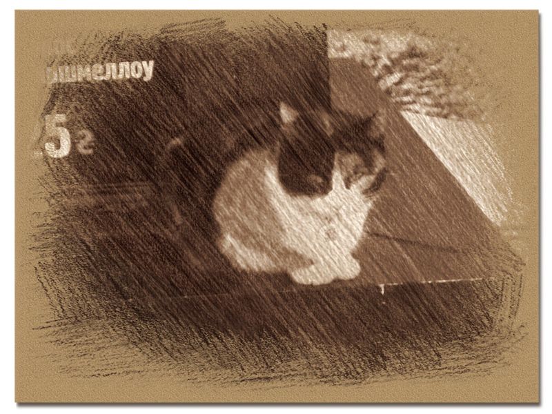 © Andrei  Kolyaskin - Cat  in  Ivano - Frankivsk  City , Ukraine .