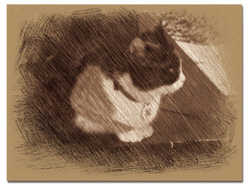 © Andrei  Kolyaskin - Cat  in  Ivano - Frankivsk  City , Ukraine .