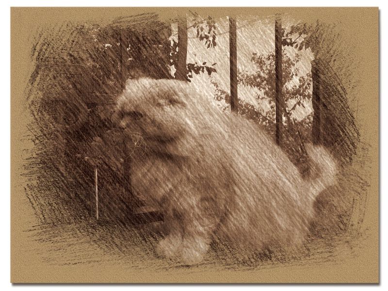 © Andrei  Kolyaskin - Cat  in  Ivano - Frankivsk  City , Ukraine .