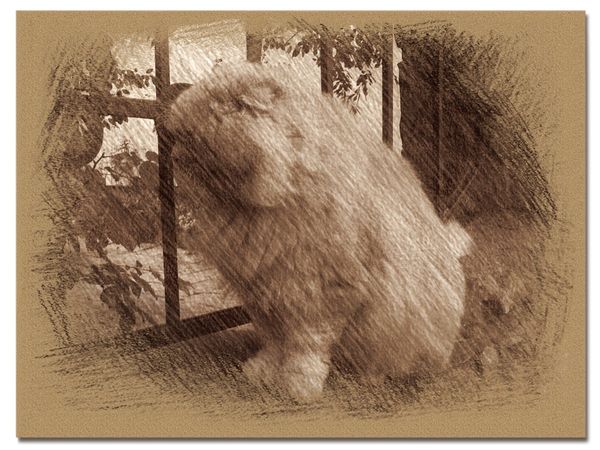 © Andrei  Kolyaskin - Cat  in  Ivano - Frankivsk  City , Ukraine .