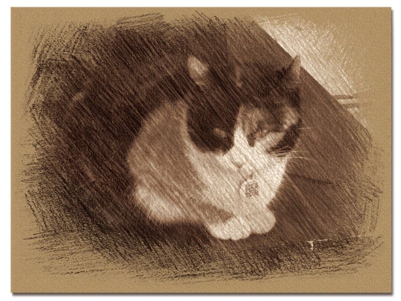 © Andrei  Kolyaskin - Cat  in  Ivano - Frankivsk  City , Ukraine .