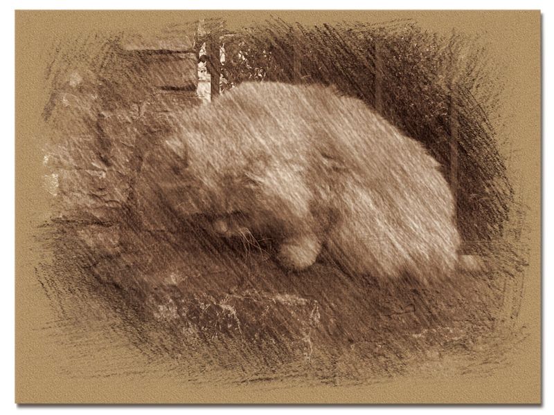 © Andrei  Kolyaskin - Cat  in  Ivano - Frankivsk  City , Ukraine .