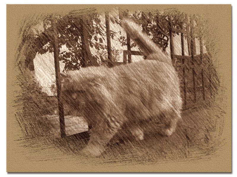 © Andrei  Kolyaskin - Cat  in  Ivano - Frankivsk  City , Ukraine .