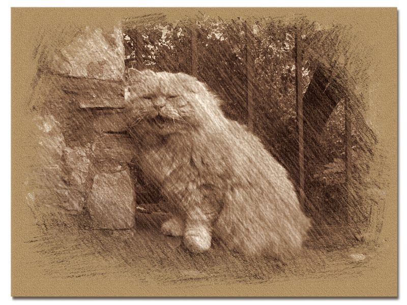 © Andrei  Kolyaskin - Cat  in  Ivano - Frankivsk  City , Ukraine .