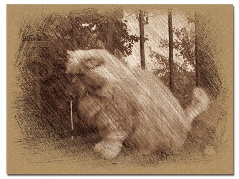 © Andrei  Kolyaskin - Image from the Cat in Ivano - Frankivsk City 7 photography project