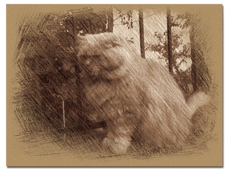 © Andrei  Kolyaskin - Cat  in  Ivano - Frankivsk  City , Ukraine .