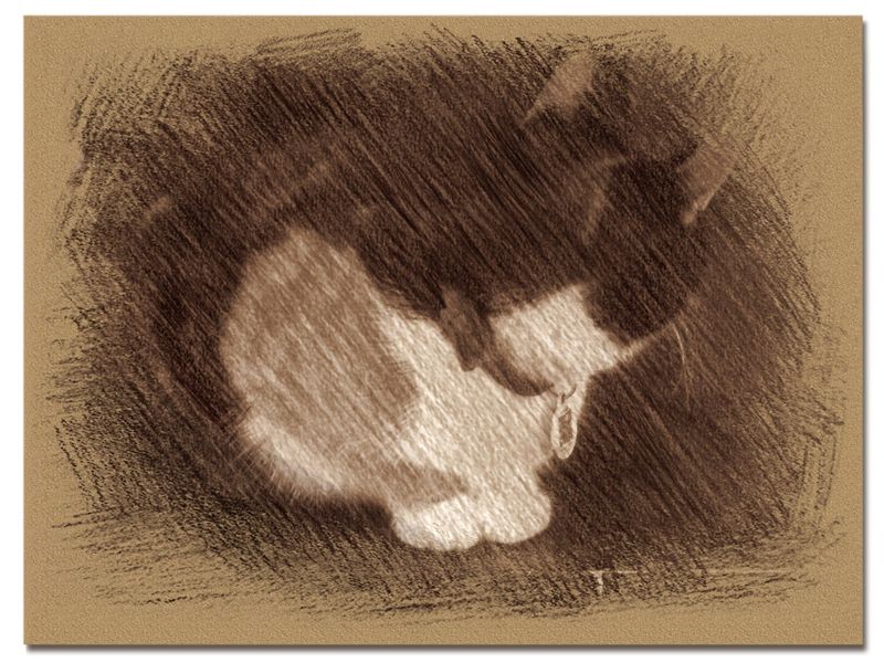 © Andrei  Kolyaskin - Cat  in  Ivano - Frankivsk  City , Ukraine .