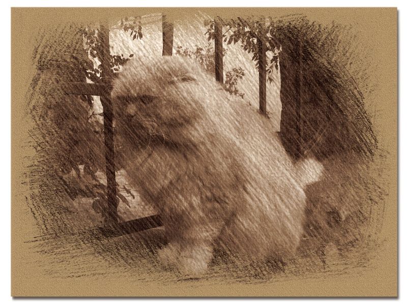 © Andrei  Kolyaskin - Cat  in  Ivano - Frankivsk  City , Ukraine .