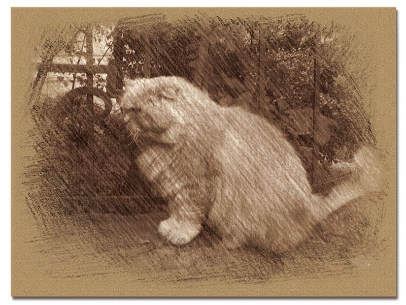 © Andrei  Kolyaskin - Cat  in  Ivano - Frankivsk  City , Ukraine .