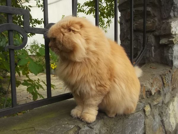 © Andrei  Kolyaskin - Cat  in  Ivano - Frankivsk  City ,  Ukraine .