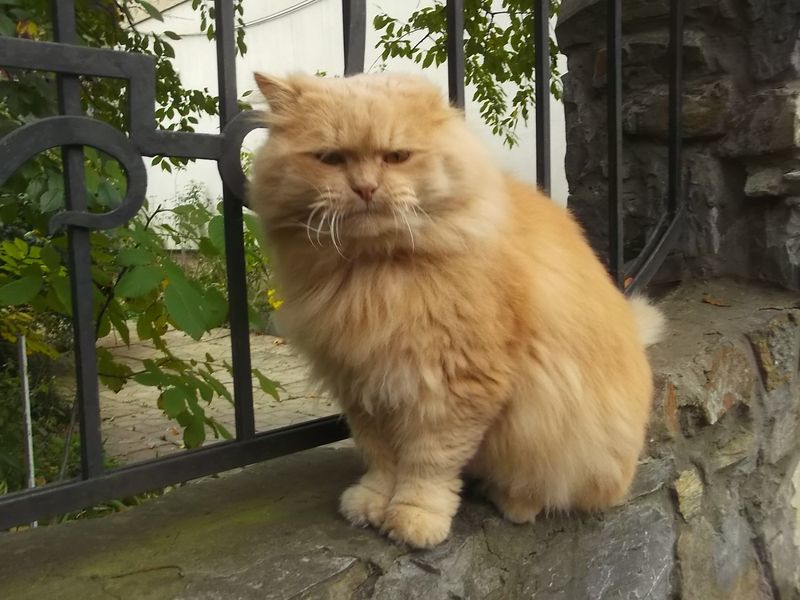 © Andrei  Kolyaskin - Cat  in  Ivano - Frankivsk  City ,  Ukraine .