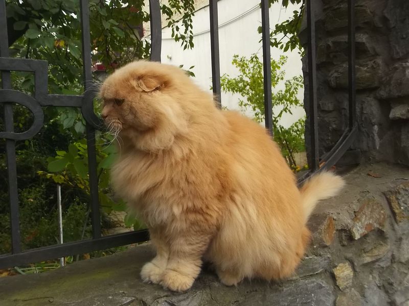 © Andrei  Kolyaskin - Cat  in  Ivano - Frankivsk  City ,  Ukraine .