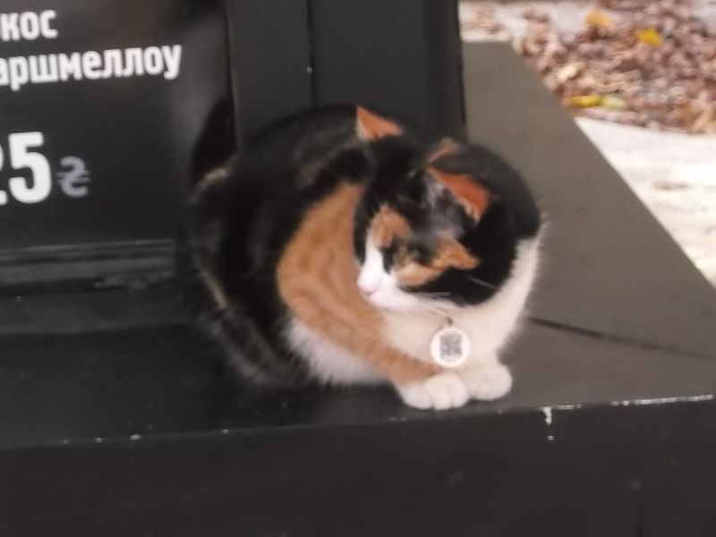 © Andrei  Kolyaskin - Cat  in  Ivano - Frankivsk  City ,  Ukraine .